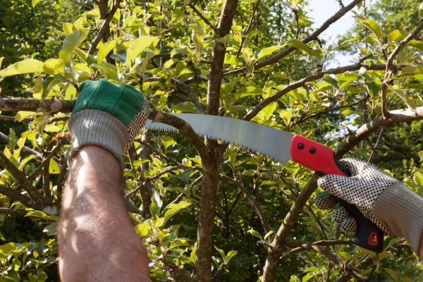 Apple Tree Trimming in Bryan